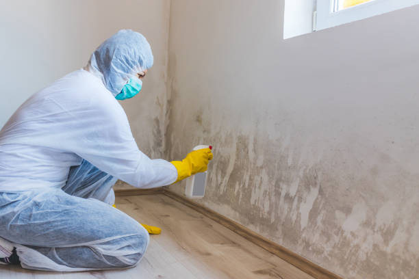Licensed Crawl Space Mold Remediation service in Leland, MI - Car Mold Remediation