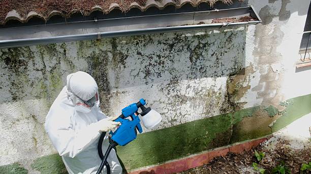 Top rated local Crawl Space Mold Remediation specialists in Leland, MI